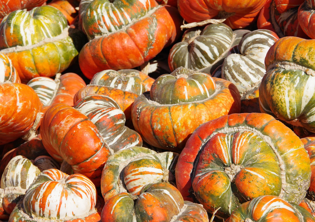 Squash Turks Turban – pile of orange, green and cream striped turban-shaped squashes