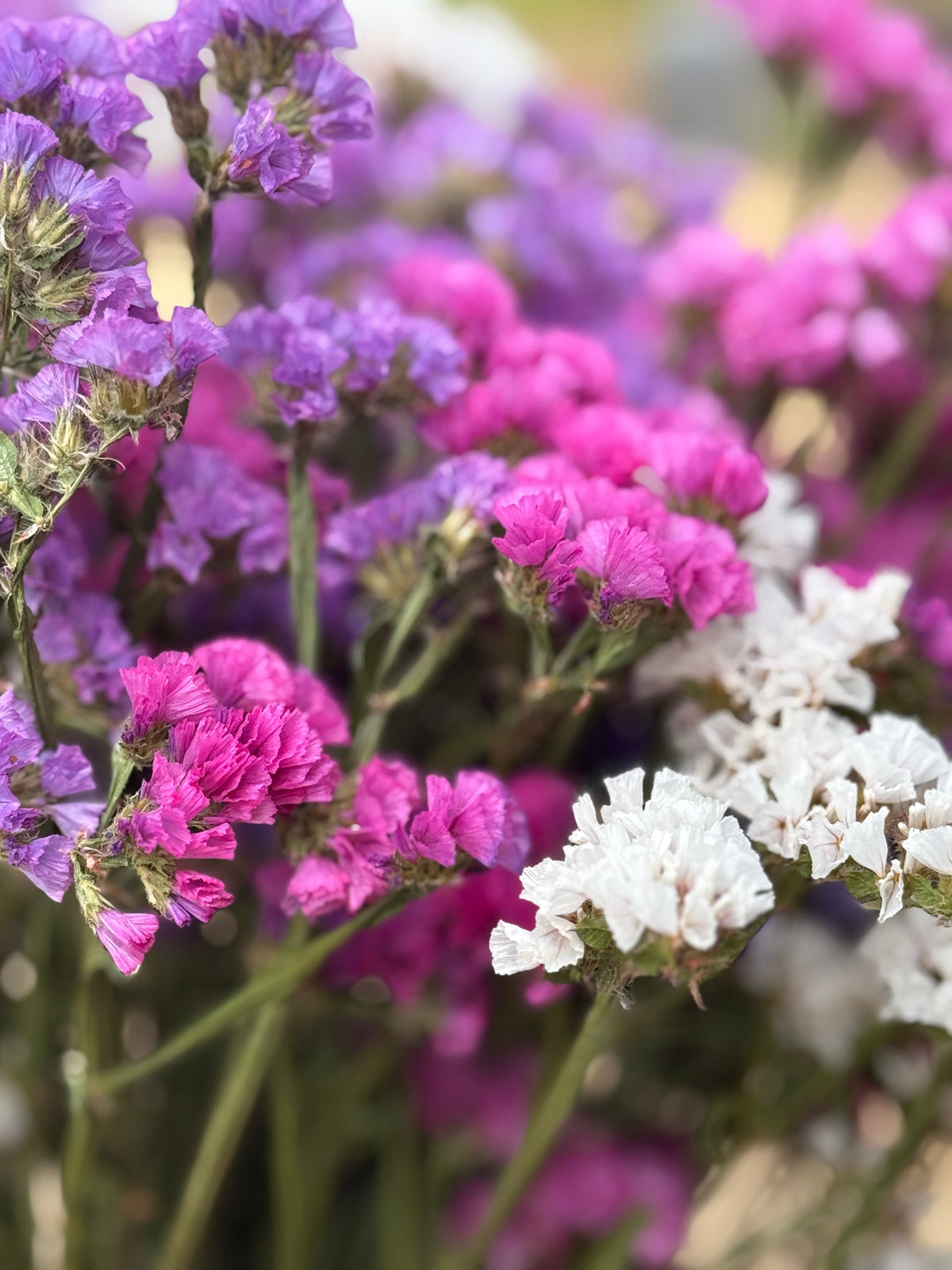 Close-up of a Statice Dried bunch in purple, pink and white with green stems