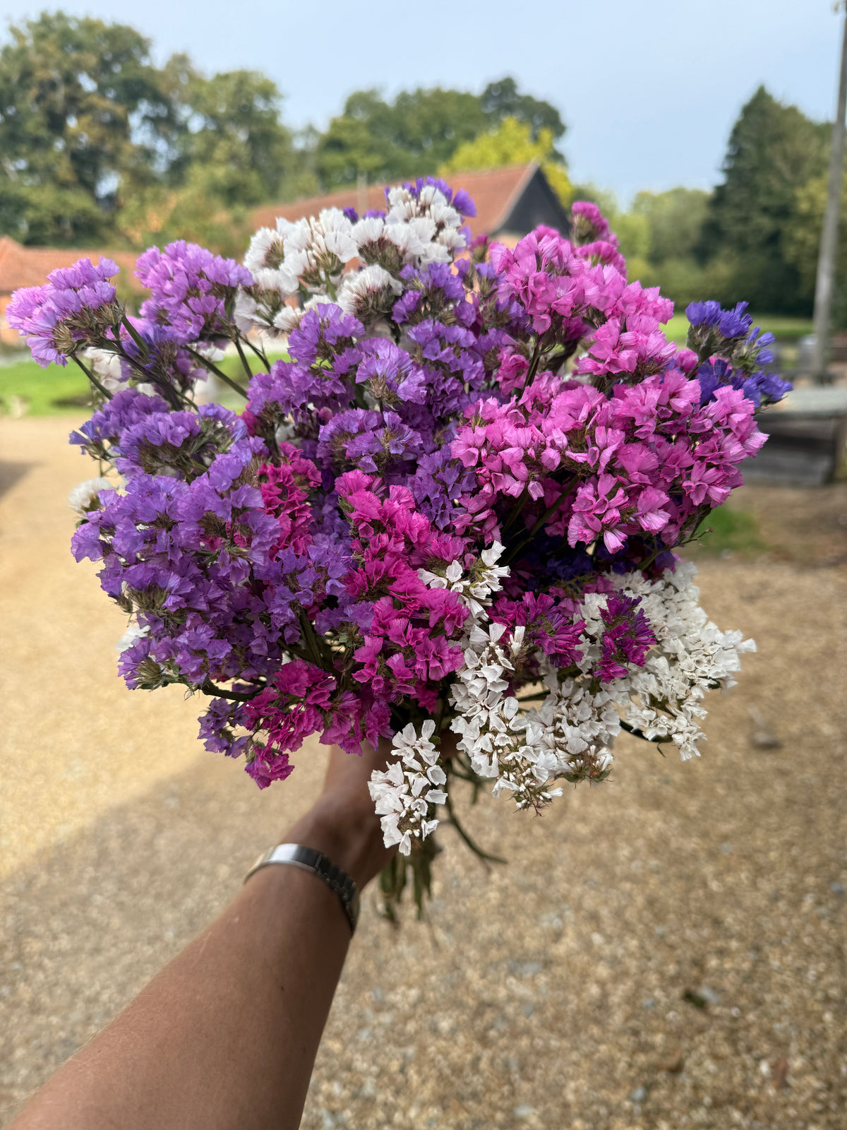 Hand holding a Statice Dried bouquet on a gravel path with trees behind