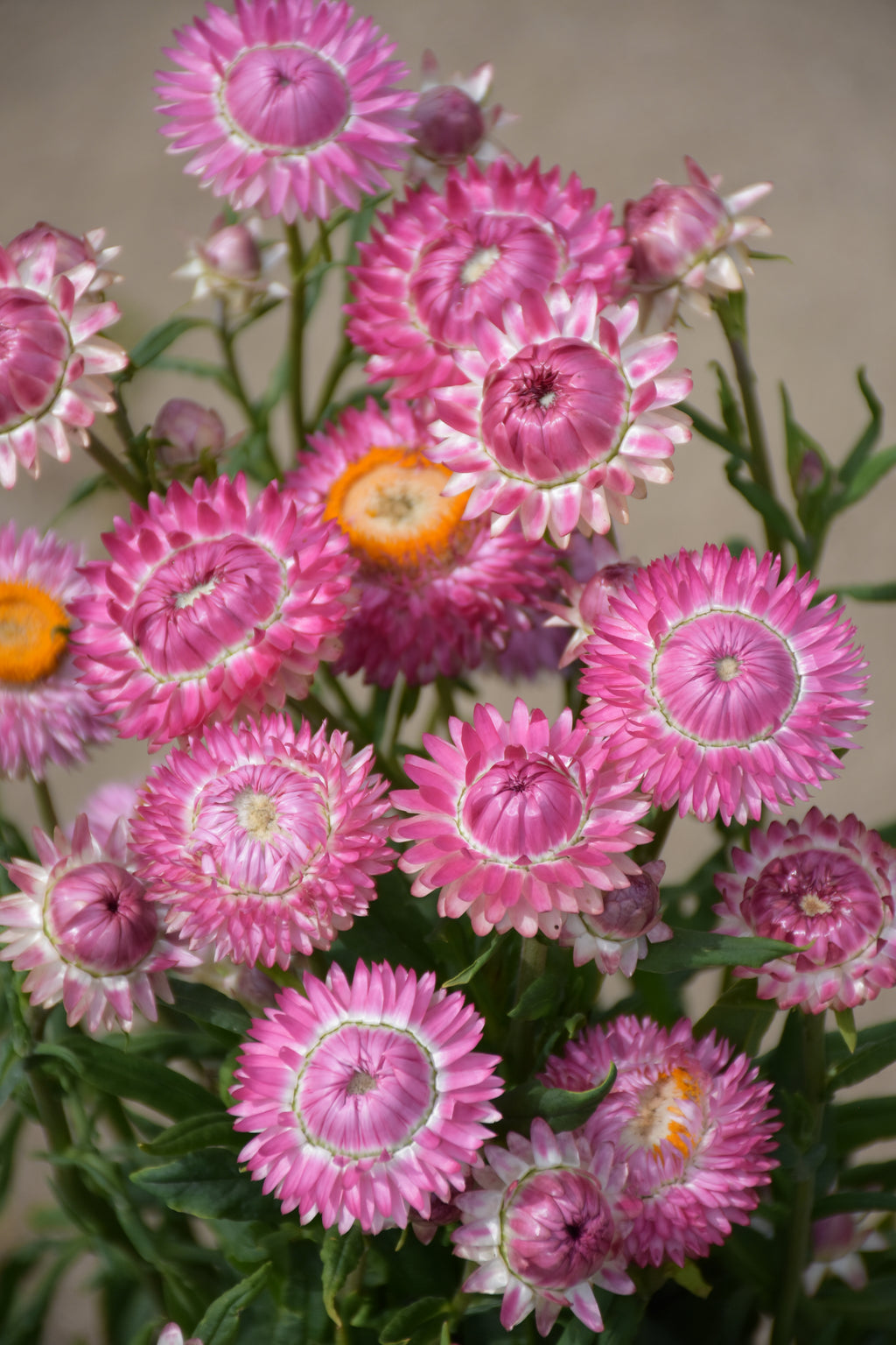 Strawflower Bright Rose – bunch of pink papery flowers against a pale wall