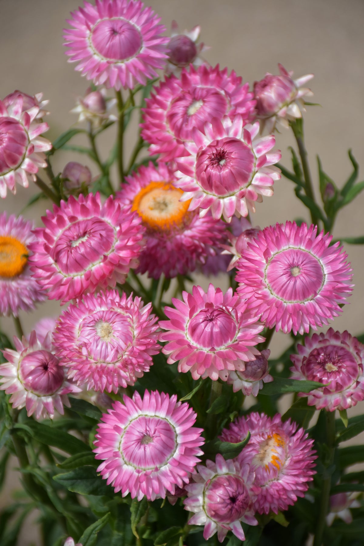 Strawflower Bright Rose – bunch of pink papery flowers against a pale wall