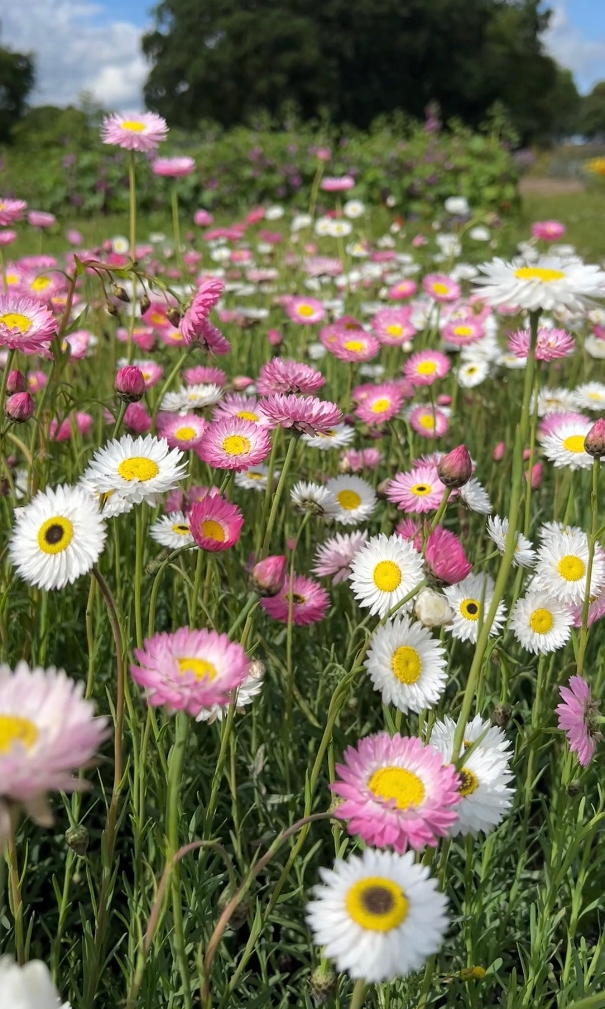 Pink and white Strawflower Helipterum Roseum among grass with trees behind