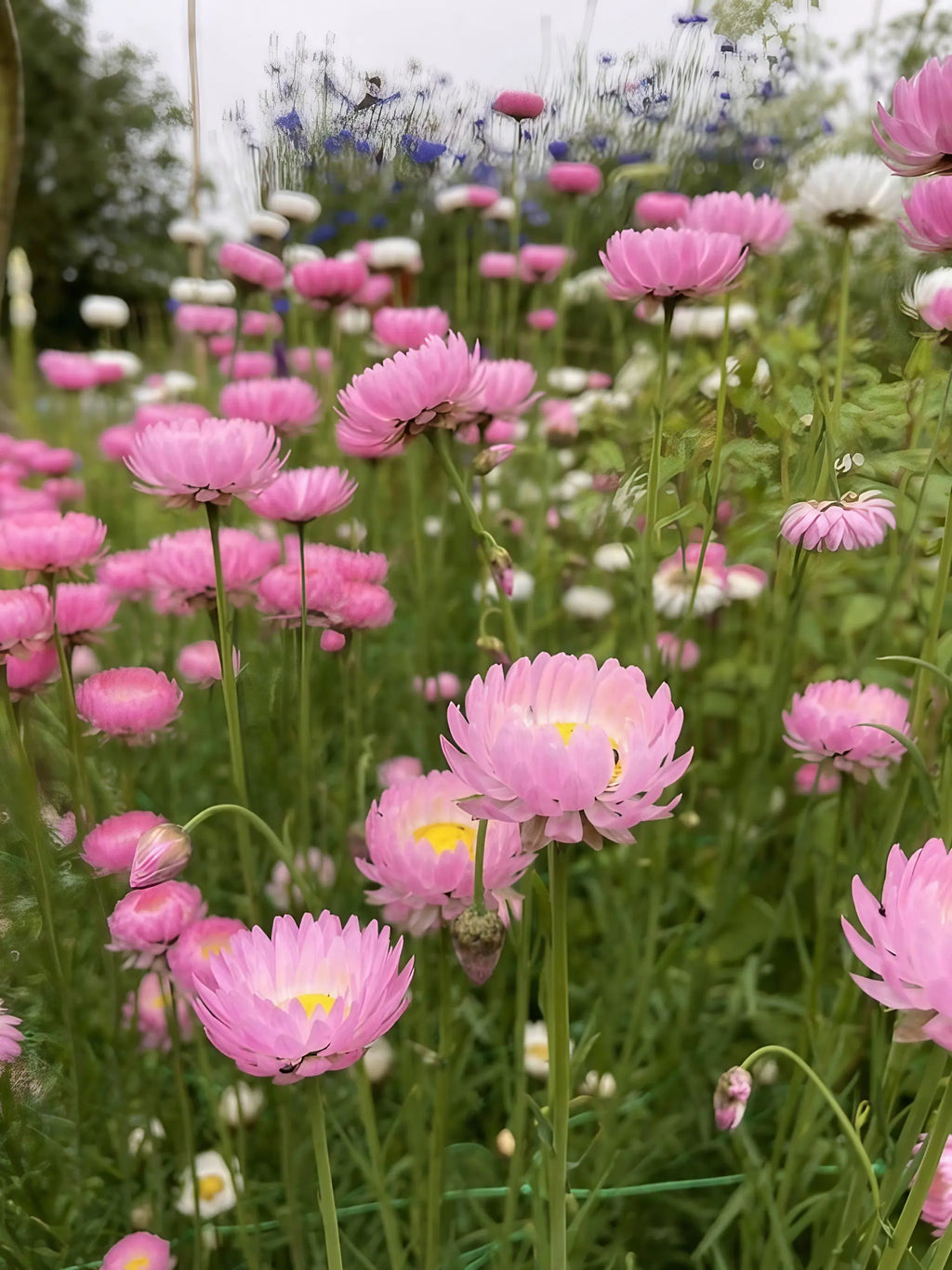 Clusters of pink Strawflower Helipterum Roseum on green stems