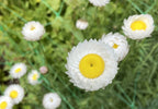 White Strawflower Helipterum Roseum with yellow centres beside support mesh