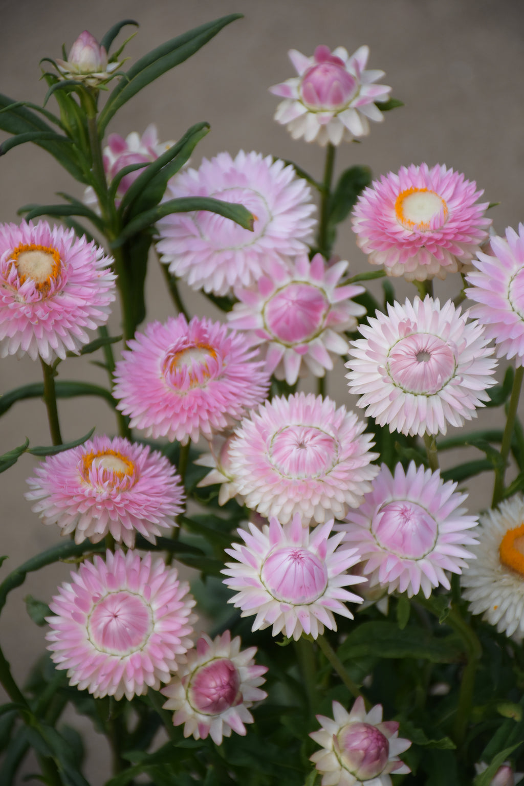 Strawflower Silvery Rose soft pink and white blooms against a grey wall