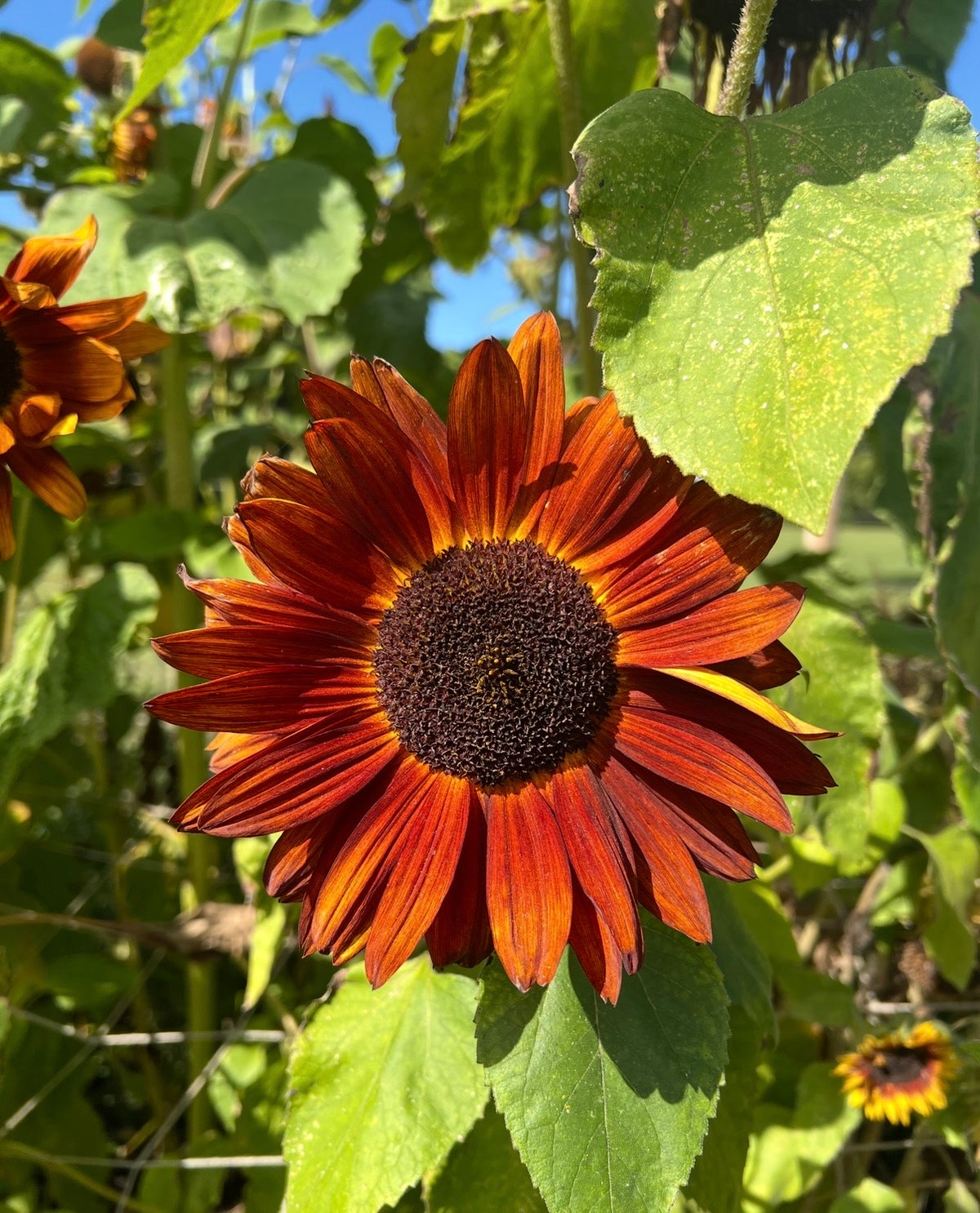 Sunflower Red Sun (Helianthus annuus) – rusty red bloom with dark centre among leaves
