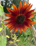 Sunflower Red Sun bloom with bronze-red petals and a dark centre in a garden