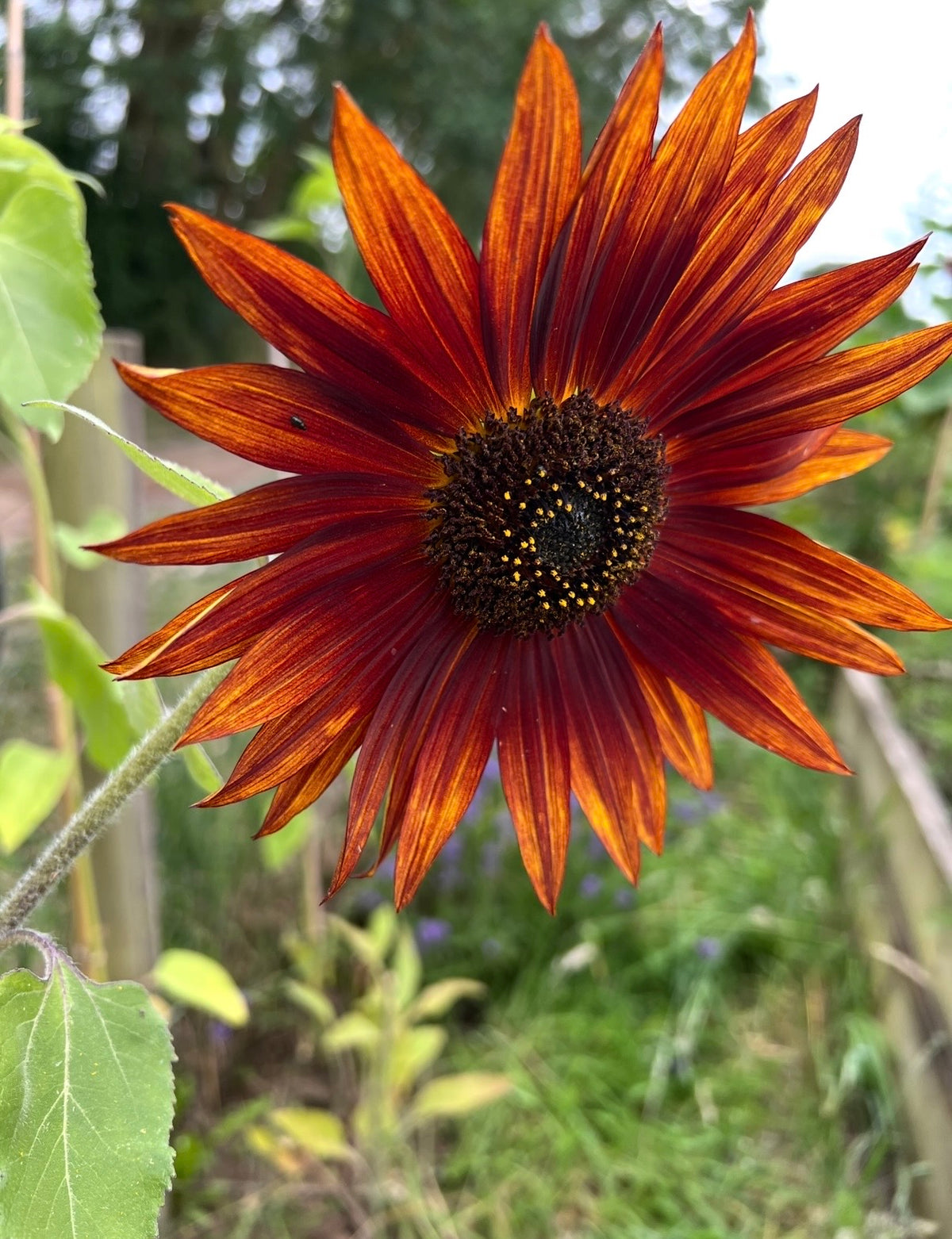 Sunflower Red Sun bloom with bronze-red petals and a dark centre in a garden