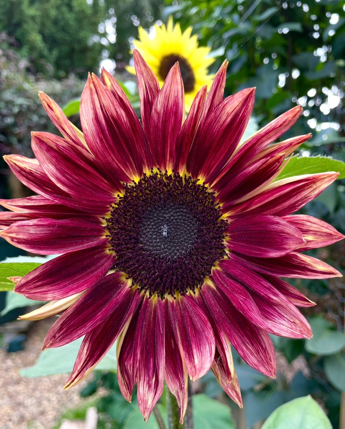 Sunflower Red Sun wine-red bloom with pale tips in front of a yellow sunflower