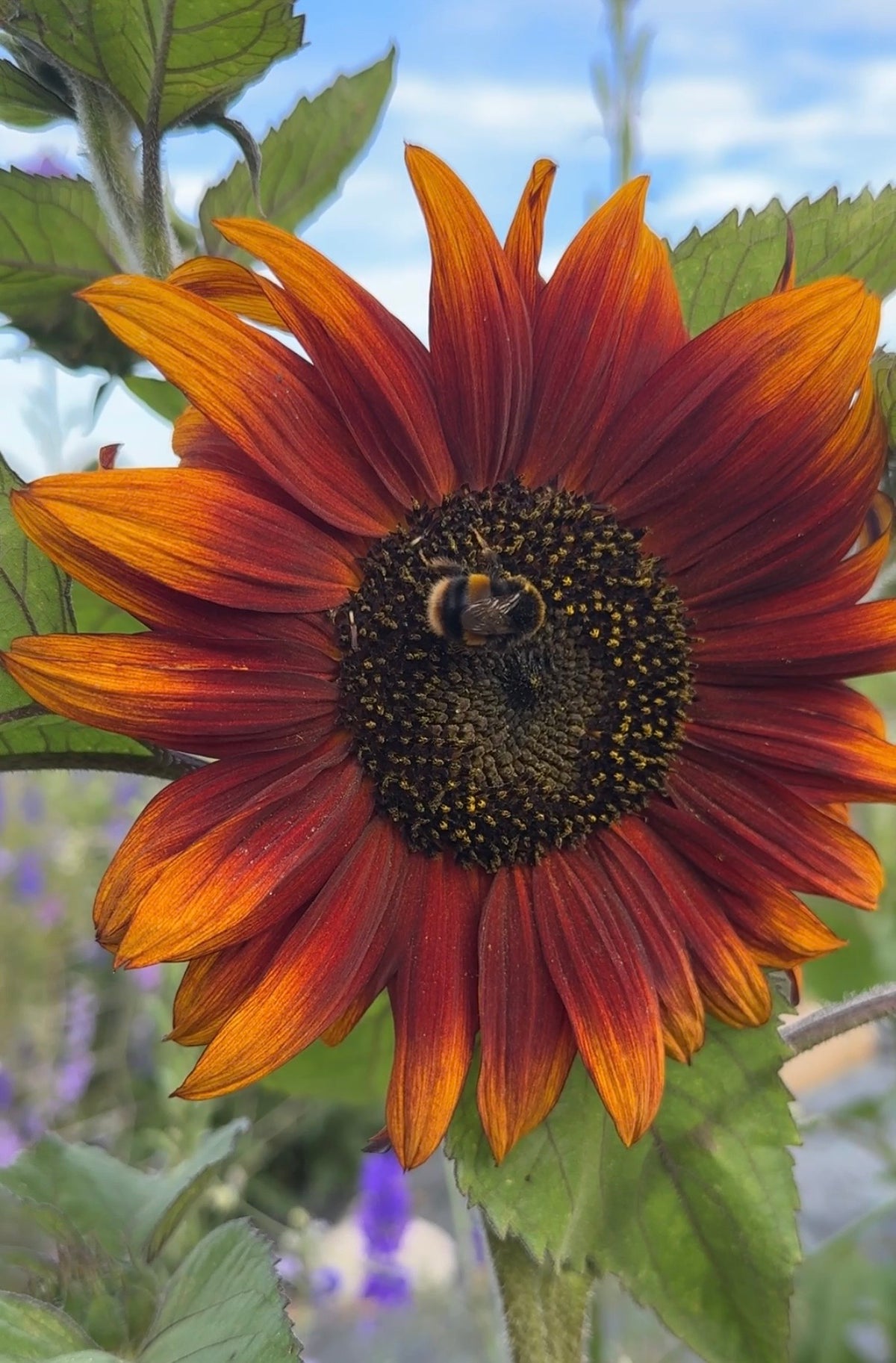 Sunflower Red Sun with a bee on its dark centre and red-orange petals
