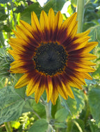 Sunflower Ring of Fire – yellow petals with red inner ring around a brown centre
