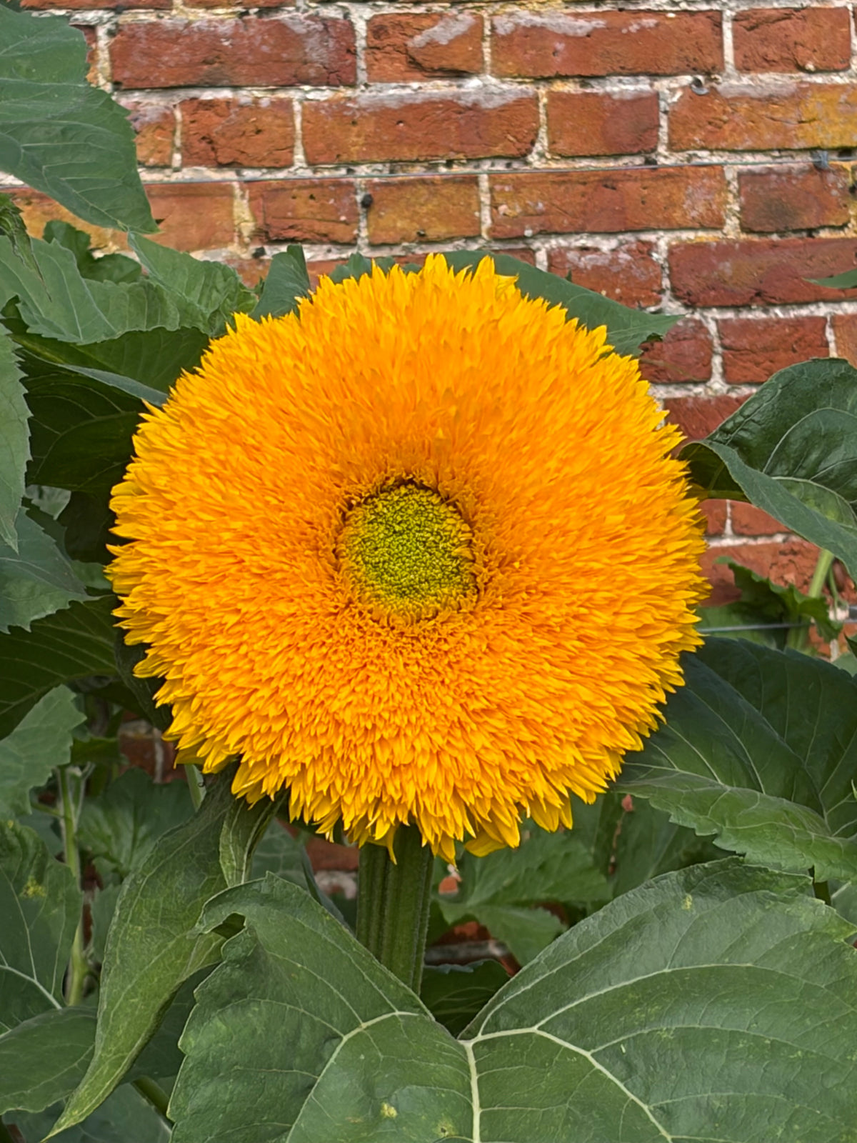 Sunflower Teddy Bear – fluffy double golden bloom in front of a brick wall