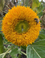 Sunflower Teddy Bear double bloom with a bee near its green centre