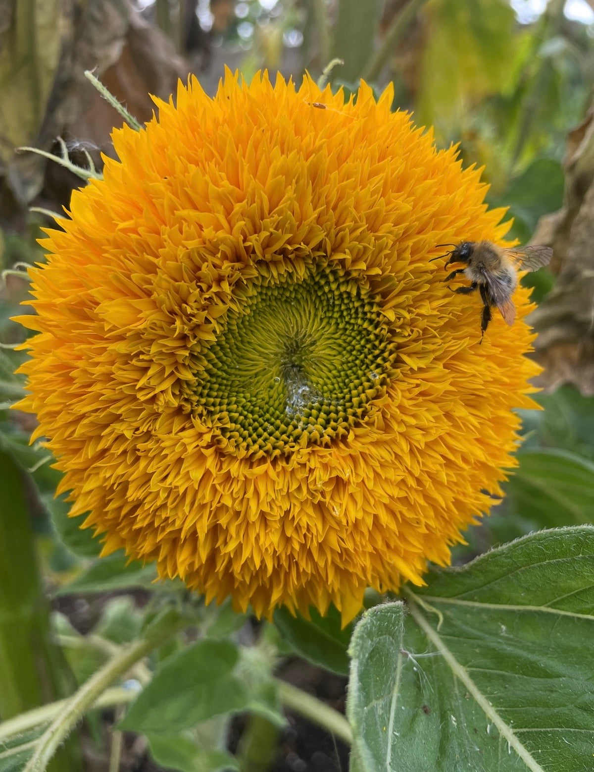 Sunflower Teddy Bear double bloom with a bee near its green centre