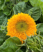 Sunflower Teddy Bear golden flower among large green leaves