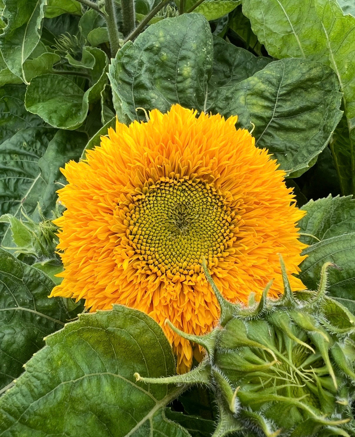 Sunflower Teddy Bear golden flower among large green leaves