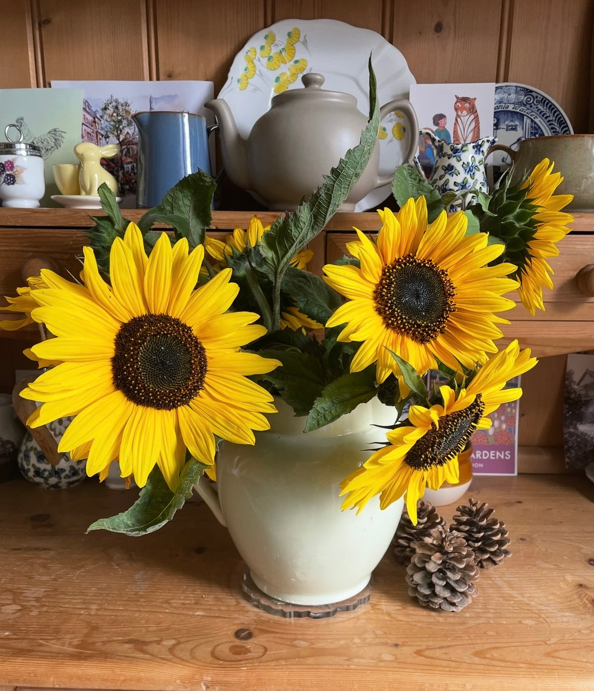 Sunflower Waooh! stems in a cream jug on a table with teapots and mugs