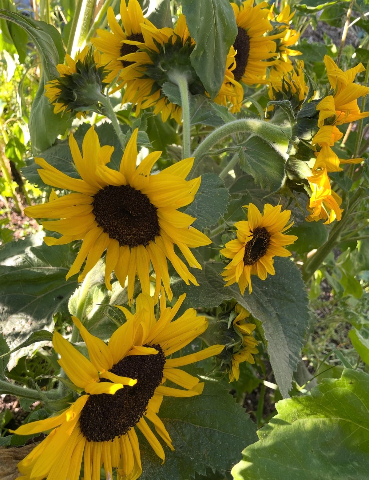 Sunflower Waooh! yellow blooms and green leaves glowing in sunlight