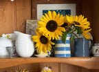 Blue jug of Sunflower Waooh! on a wooden shelf with jugs and framed art