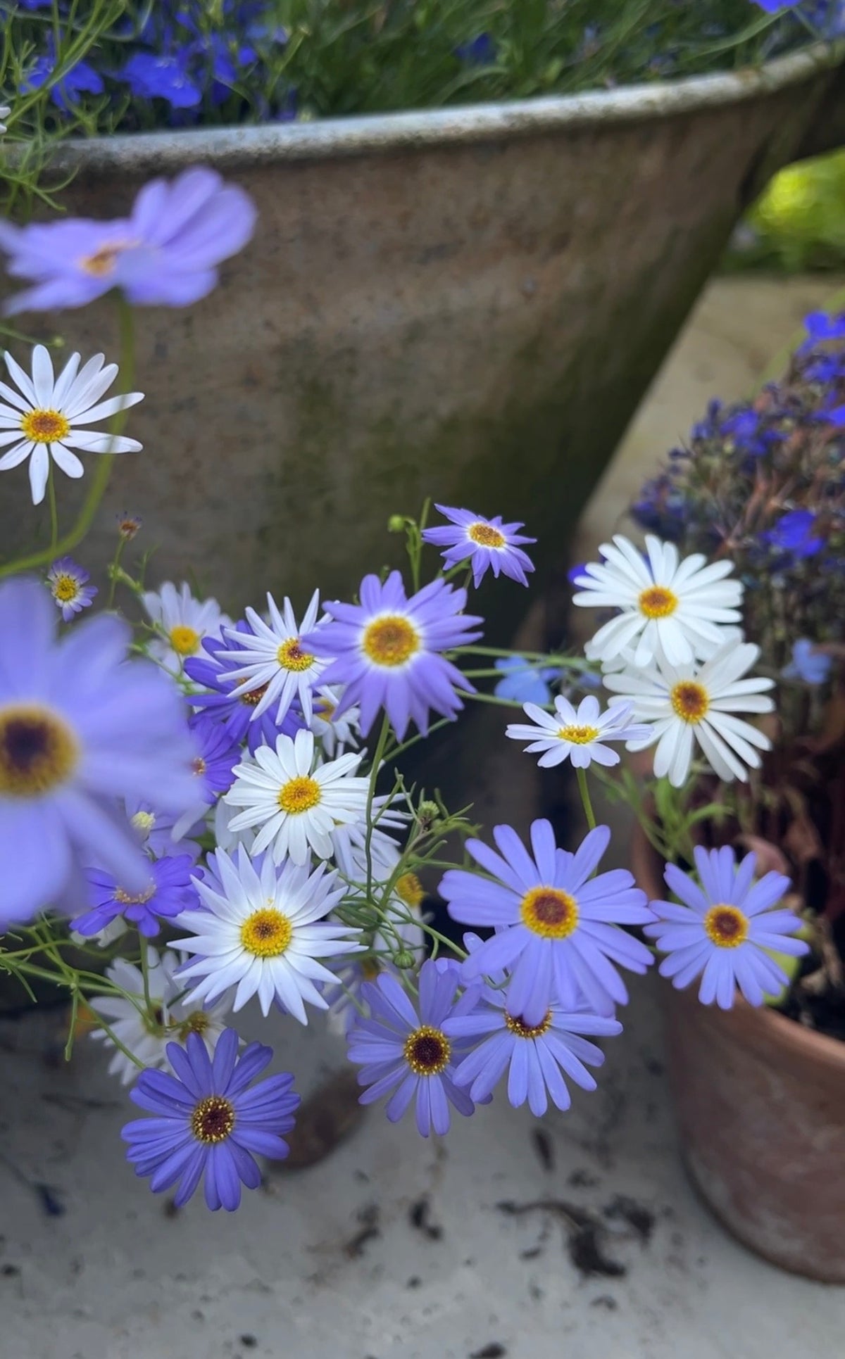 Swan River Daisies Mixed in small pots, white and purple blooms