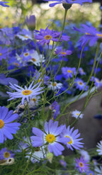 Clusters of purple and light blue Swan River Daisies with yellow centres