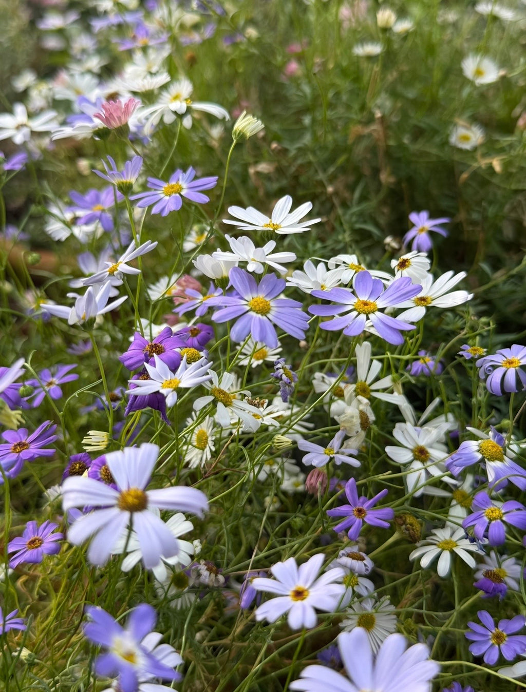 White and purple Swan River Daisies among green grass