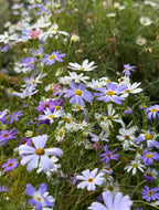 White and purple Swan River Daisies among green grass