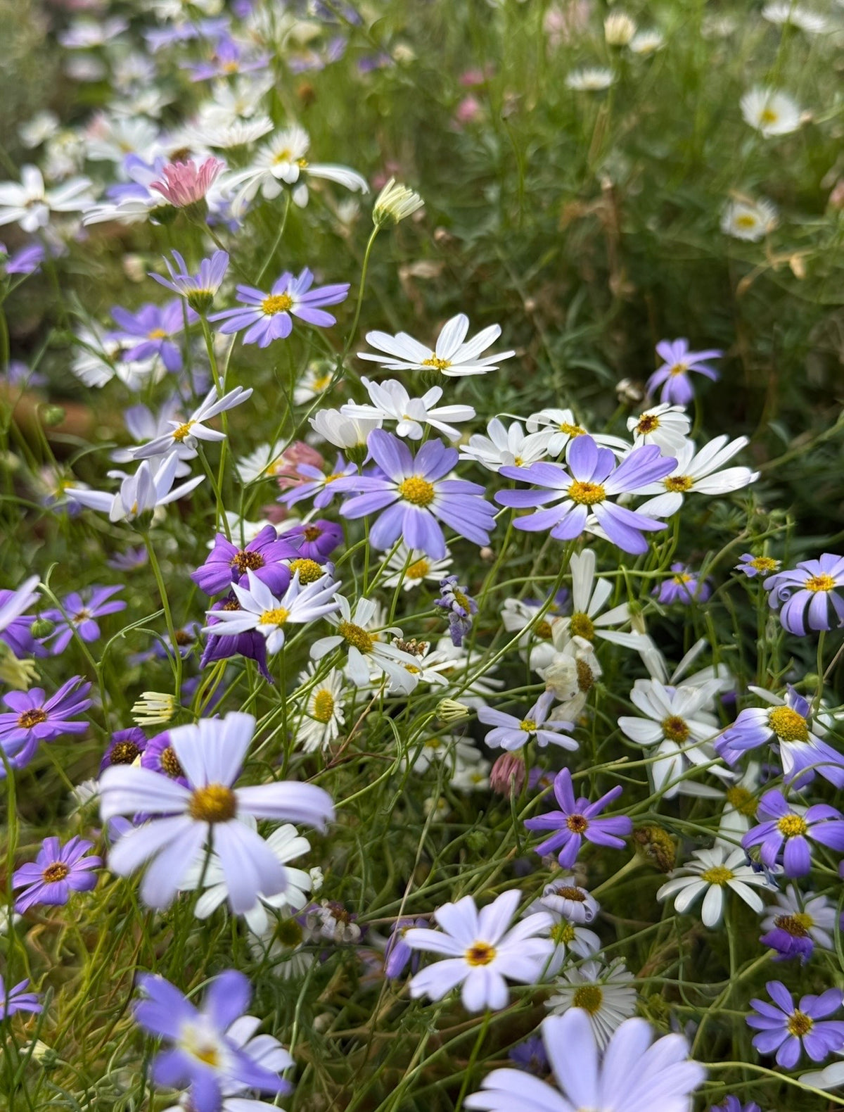 White and purple Swan River Daisies among green grass