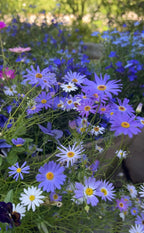 Swan River Daisies Mixed in purple and white with sunlight through trees