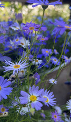 Close-up of purple and white Swan River Daisies in sunlight