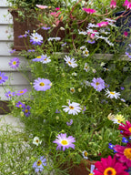 Swan River Daisies Mixed in lilac and white spilling from a planter by a wall