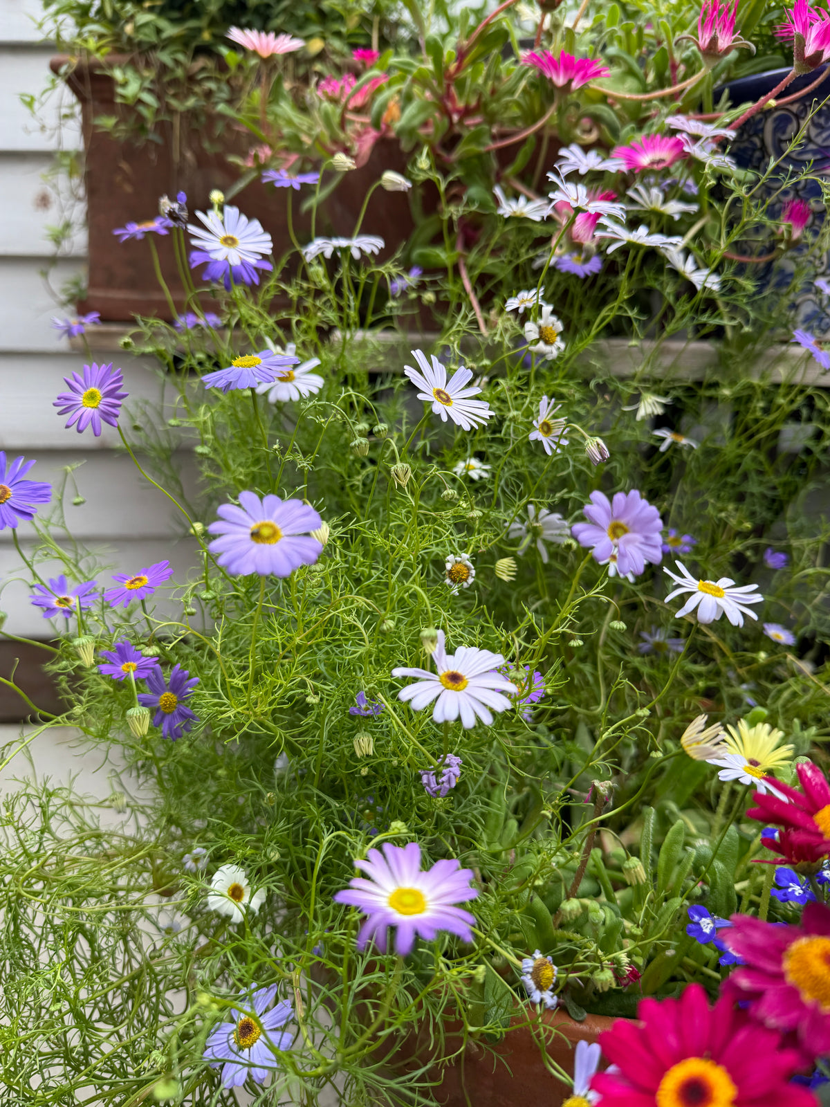 Swan River Daisies Mixed in lilac and white spilling from a planter by a wall