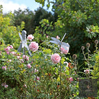 Swaying Garden Stakes – dragonflies above pink roses in a border