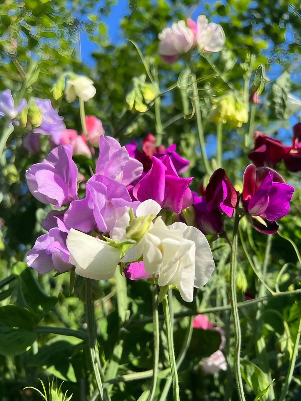 Sweet Pea Bishy Barnabee Mix pink, white and magenta ruffled blooms