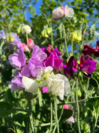 Sweet Pea Bishy Barnabee Mix pink, white and magenta ruffled blooms