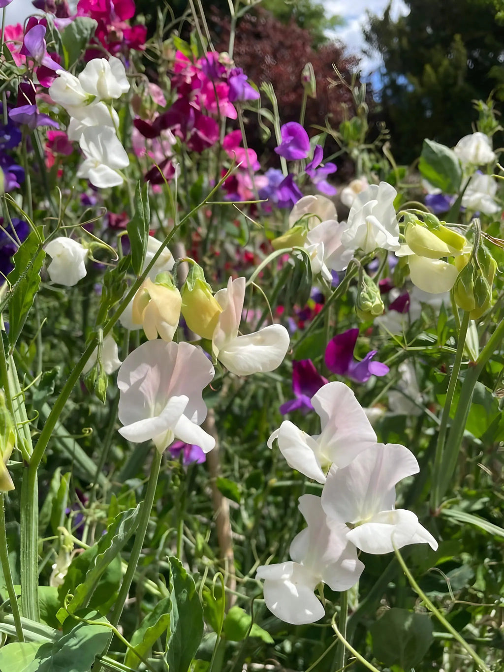 Sweet Pea Bishy Barnabee Mix white, purple and pink clusters against blue sky