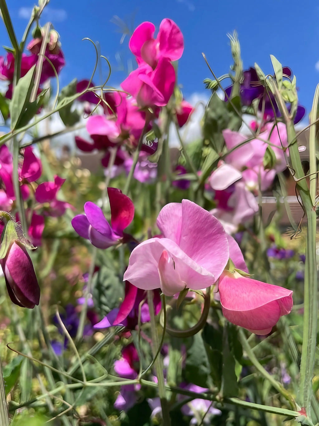 Sweet Pea Bishy Barnabee Mix pink and purple blooms with green stems