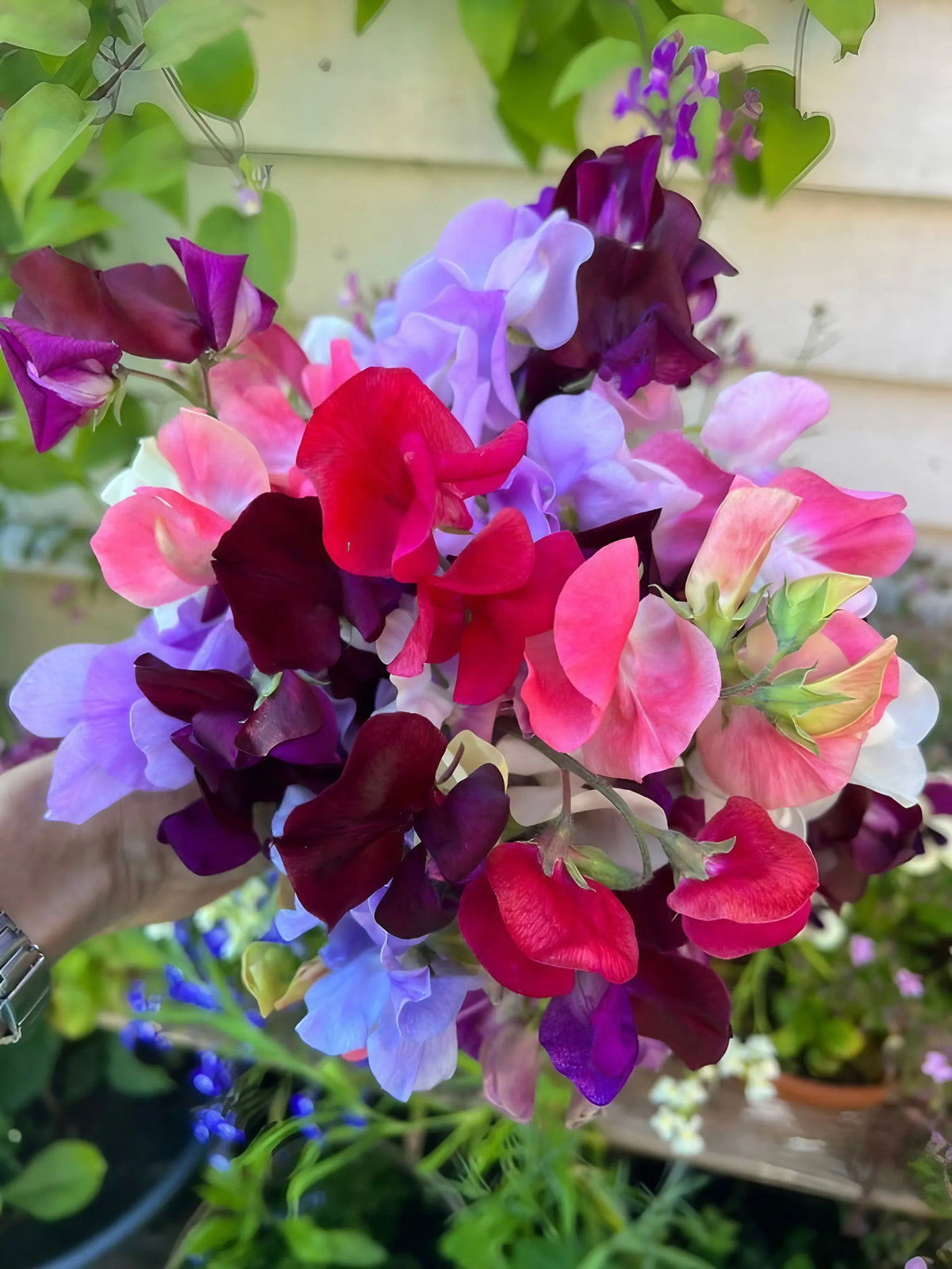 Hand holding Sweet Pea Bishy Barnabee Mix in pink, purple, red and lavender