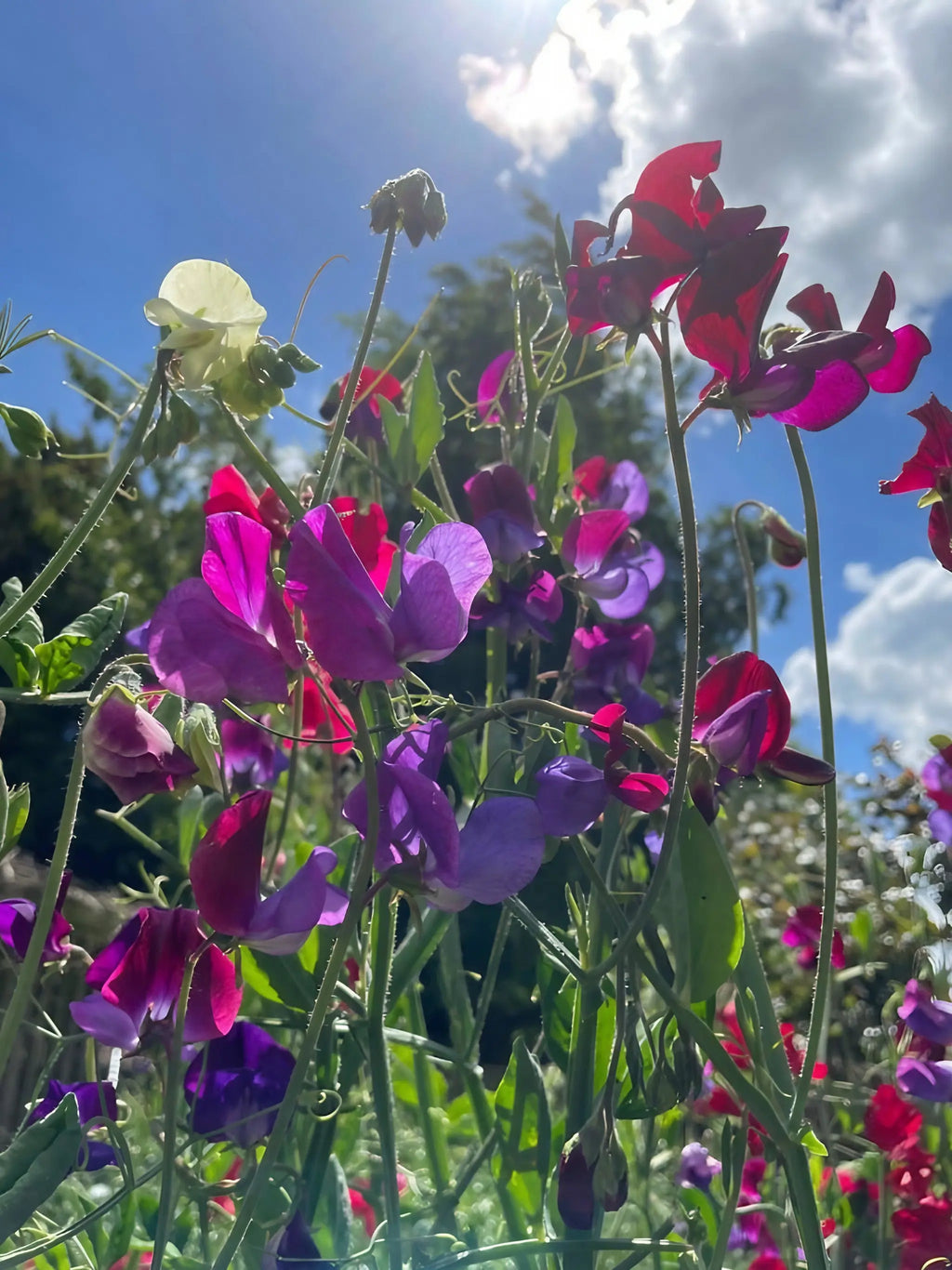 Sweet Pea Bishy Barnabee Mix purple, pink and red blooms close-up