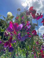 Sweet Pea Bishy Barnabee Mix purple, pink and red blooms close-up