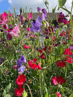 Dense Sweet Pea Bishy Barnabee Mix blooms with a house and sky behind