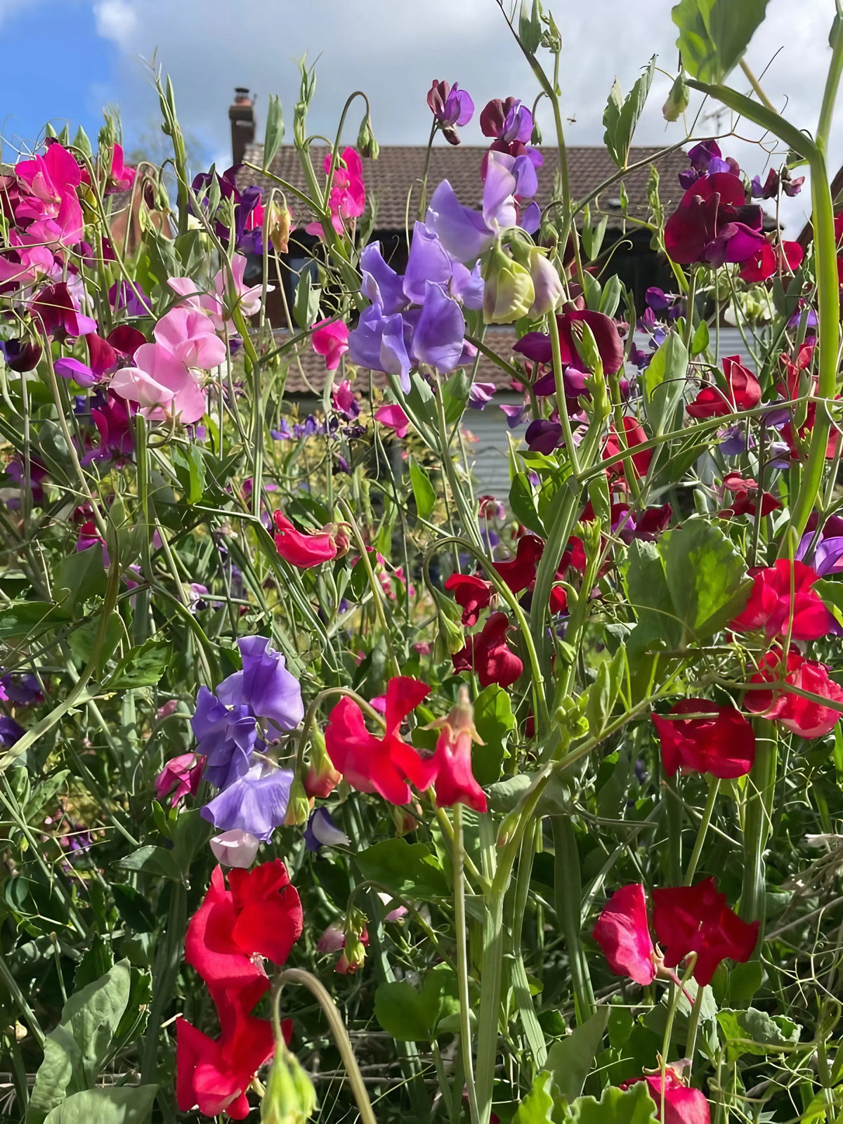 Dense Sweet Pea Bishy Barnabee Mix blooms with a house and sky behind