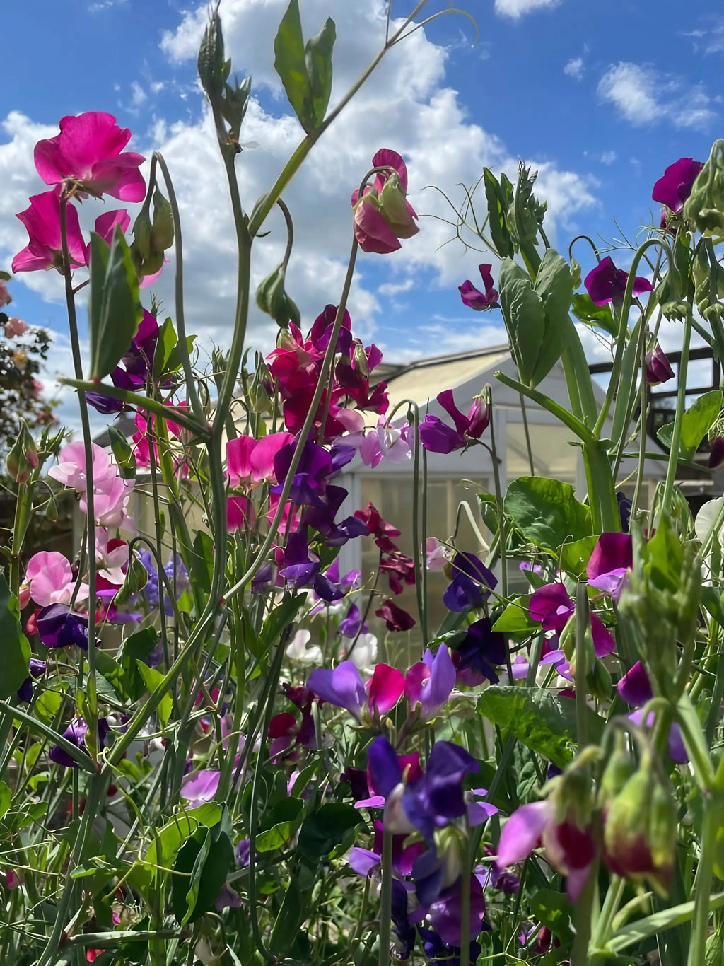 Sweet Pea Bishy Barnabee Mix growing under blue sky with a greenhouse behind