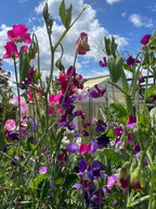 Sweet Pea Bishy Barnabee Mix growing under blue sky with a greenhouse behind