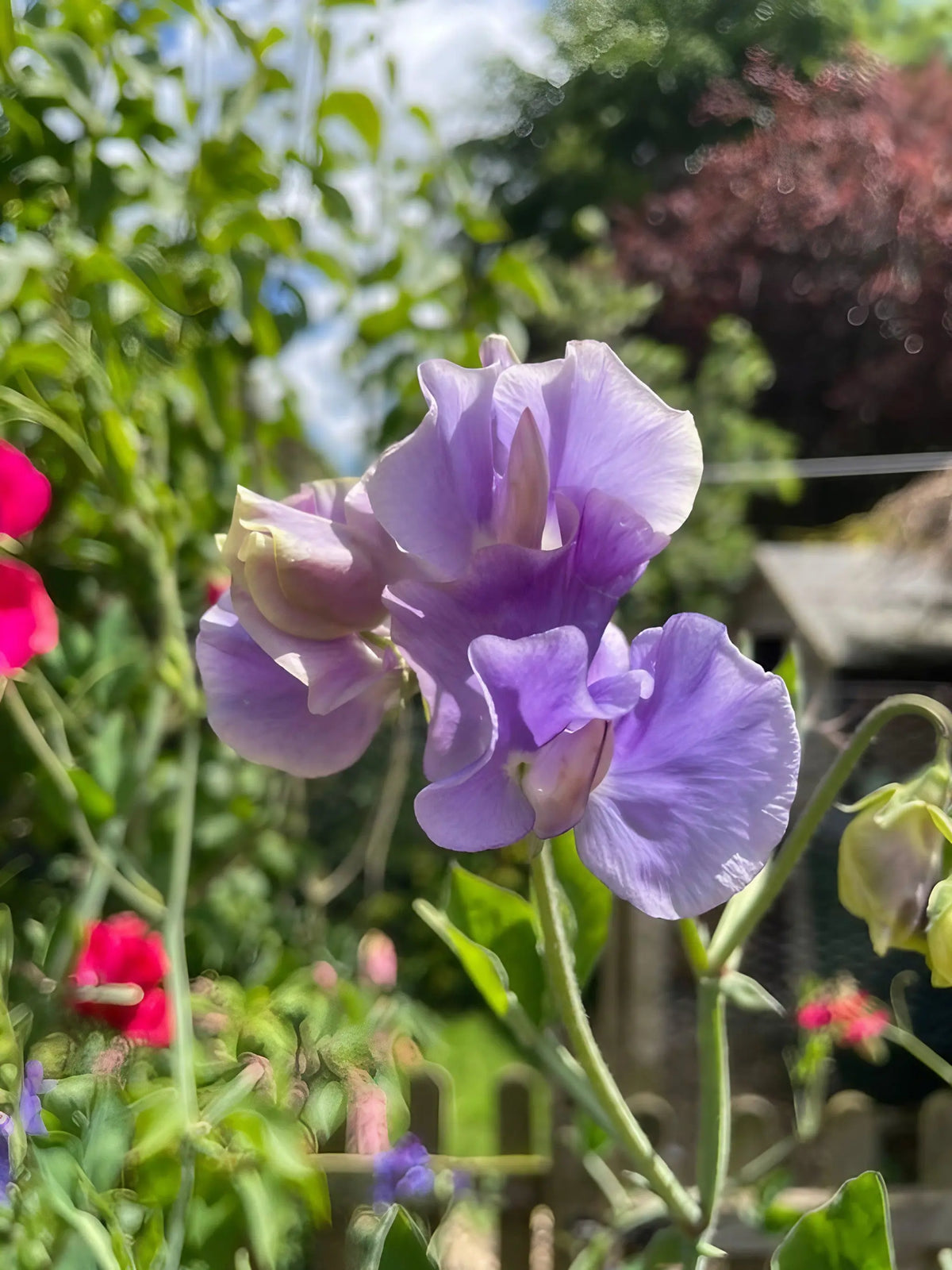Sweet Pea Leamington close-up – lavender-lilac petals with green foliage and red flowers behind
