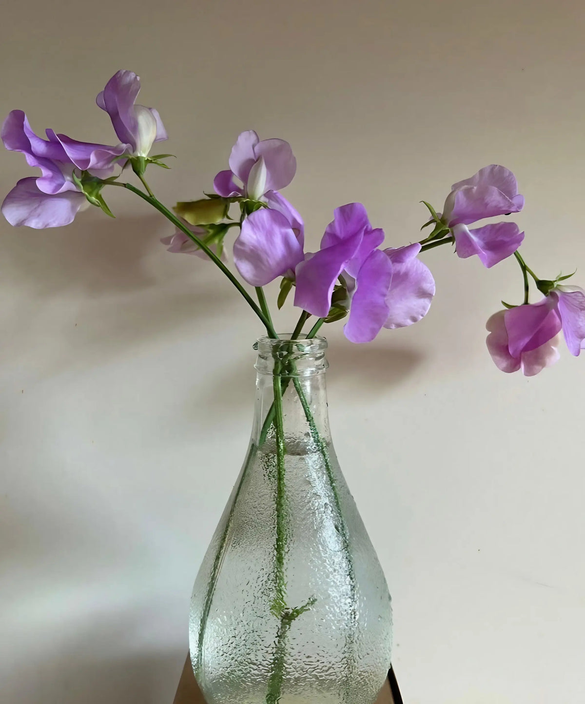Sweet Pea Leamington stems in a clear glass bottle with light condensation on a pale background