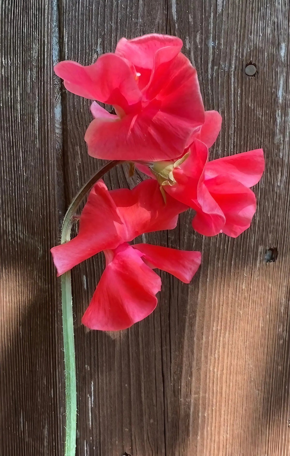 Sweet Pea Mammoth Rose Pink stem of three frilled pink flowers against rustic wood