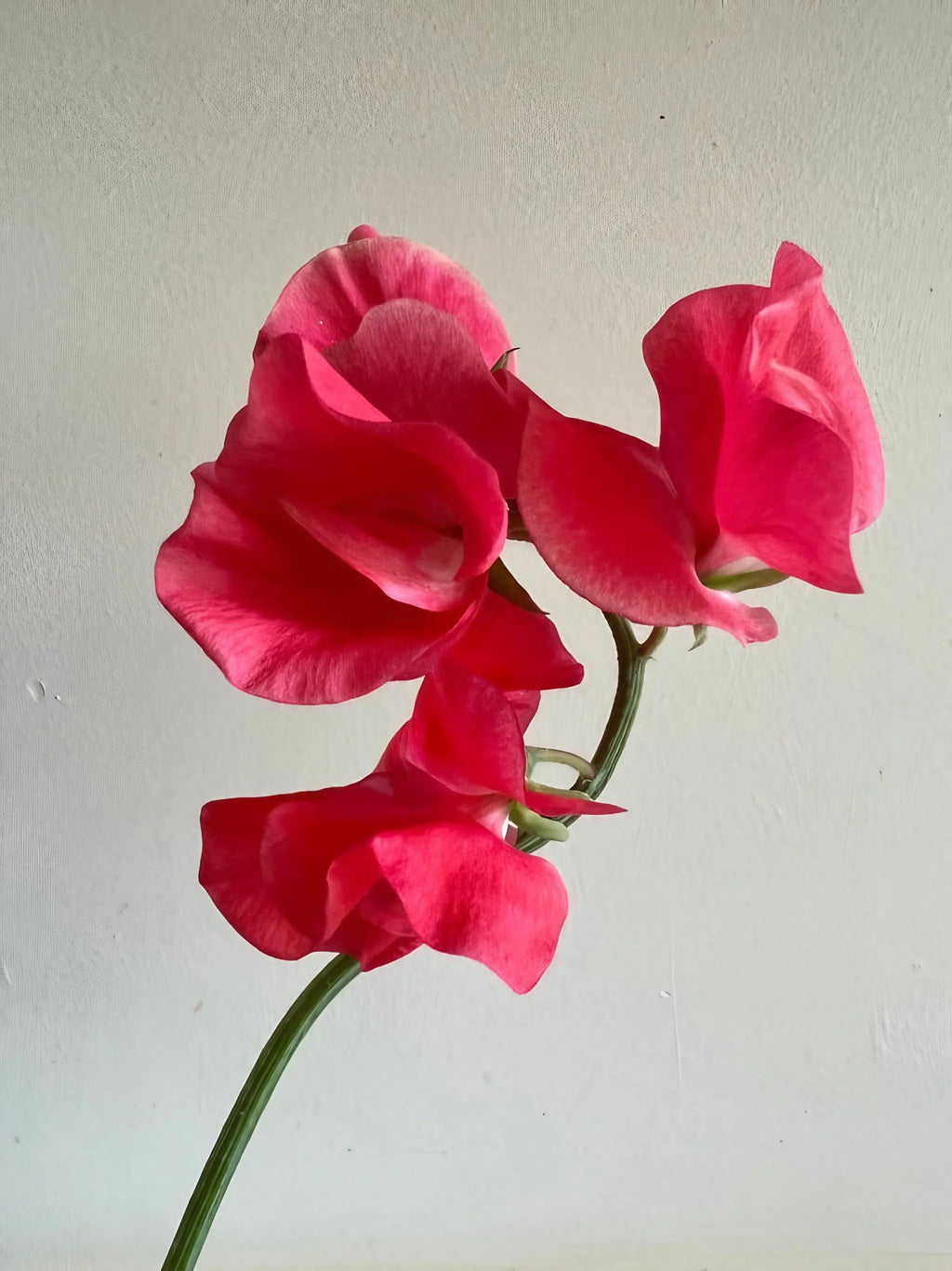 Close-up of three Sweet Pea Mammoth Rose Pink blooms on green stems against a light background