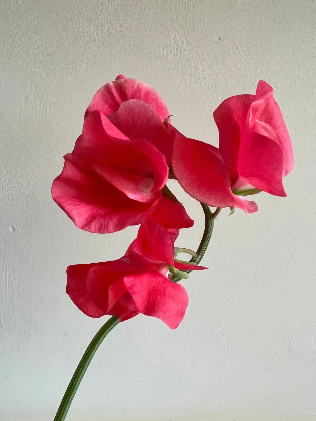 Close-up of three Sweet Pea Mammoth Rose Pink blooms on green stems against a light background