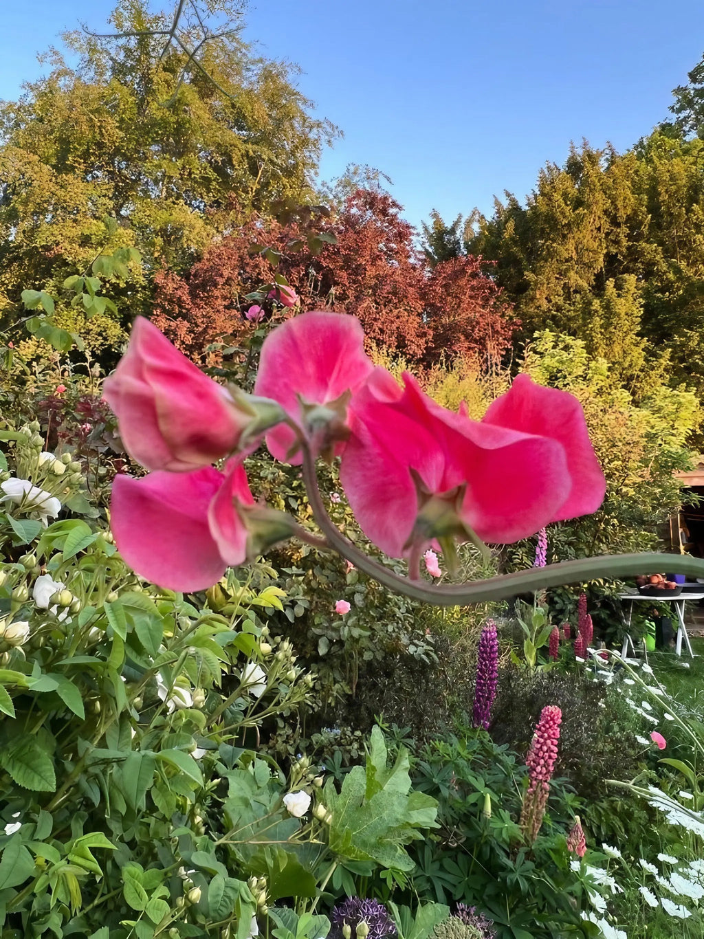 Sweet Pea Mammoth Rose Pink – frilly pink flowers among greenery and mixed blooms beneath blue sky